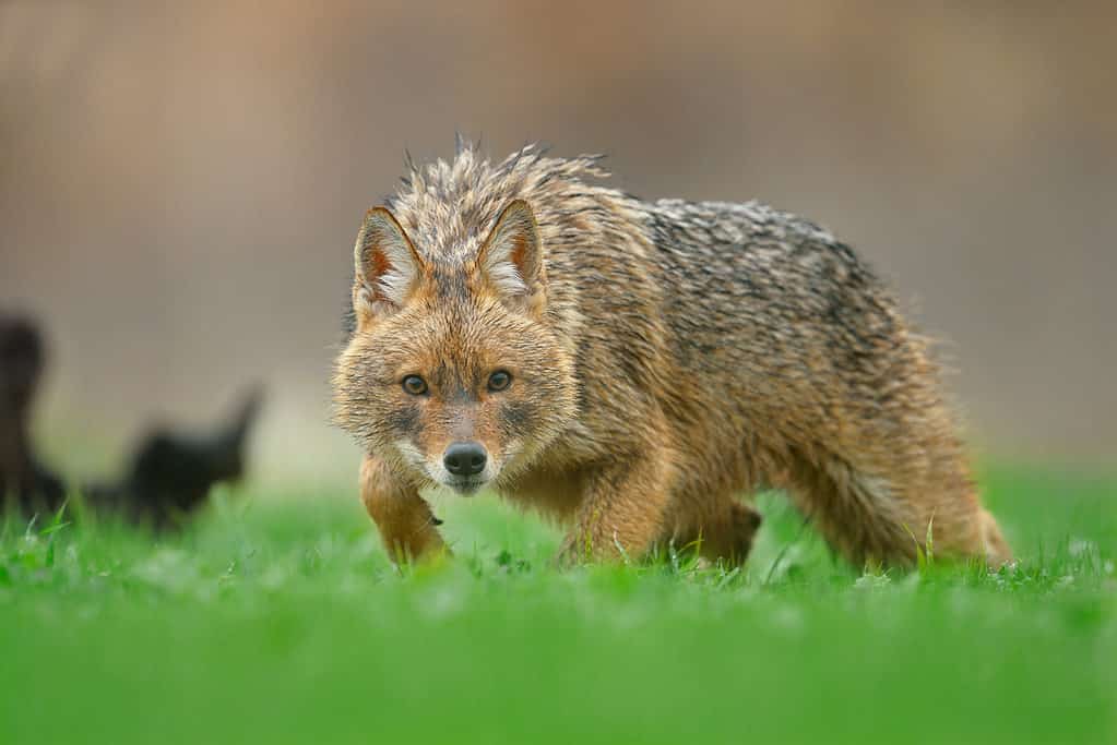 A golden jackal.