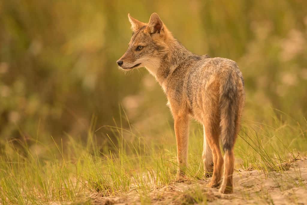 European Golden Jackal