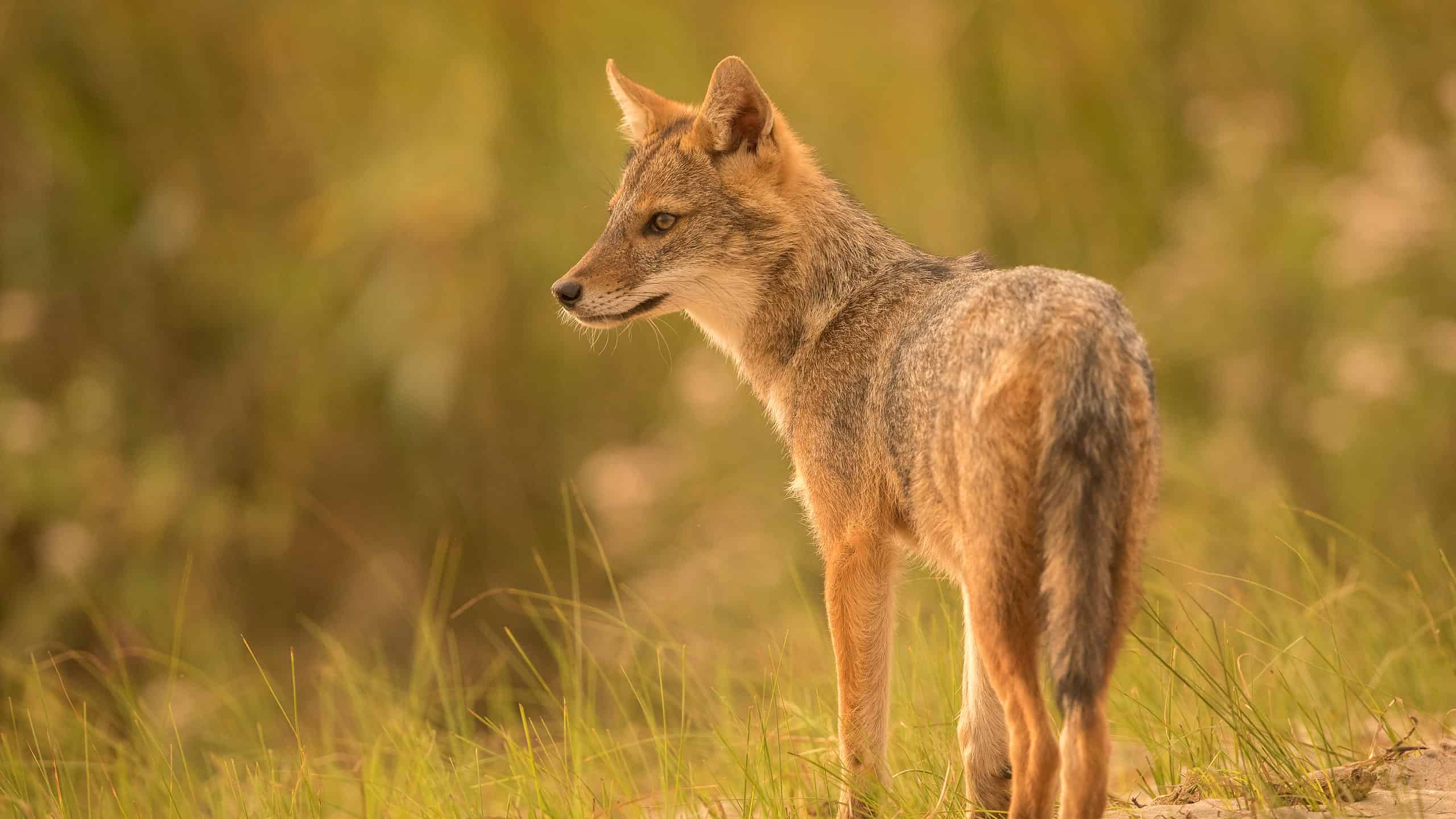 Golden Jackal Animal Facts | Canis aureus - AZ Animals