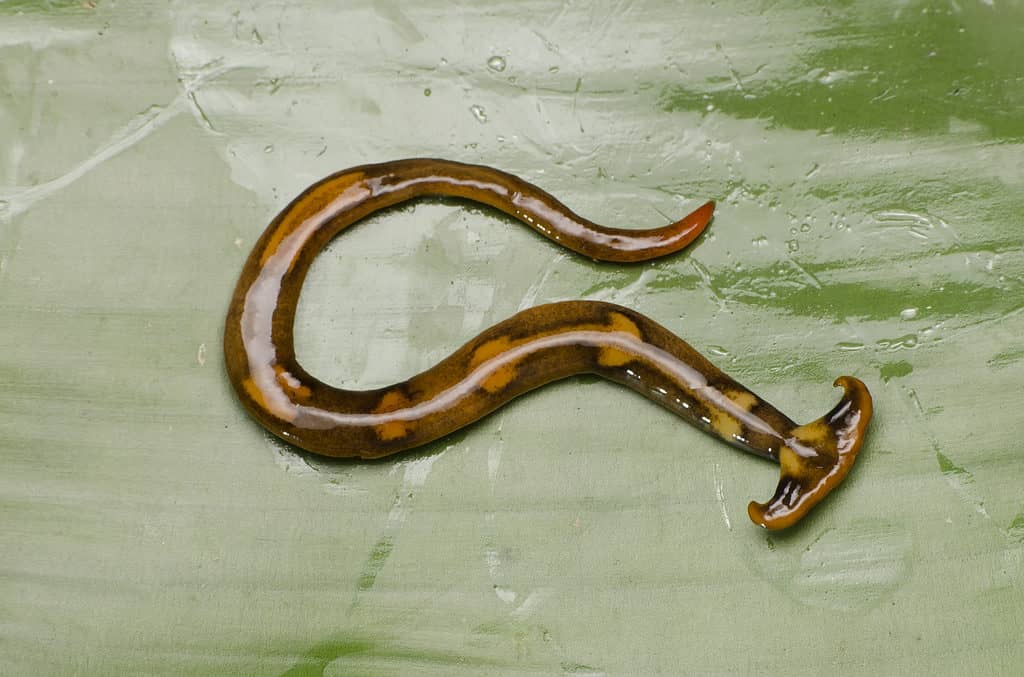 Hammerhead Worm