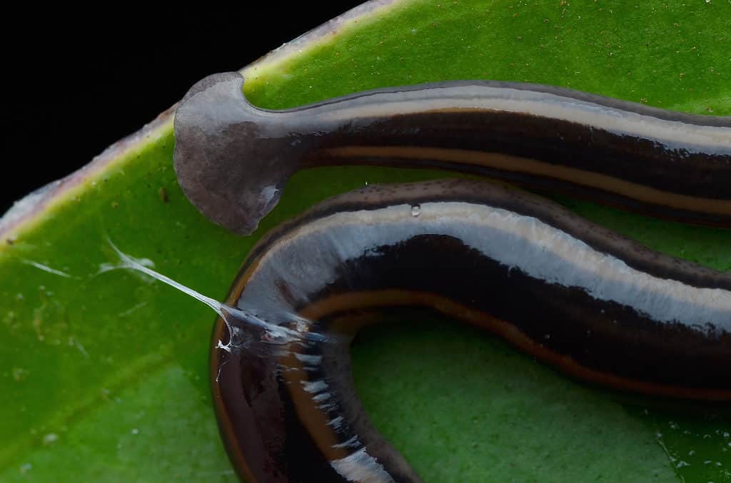 hammerhead worm bite