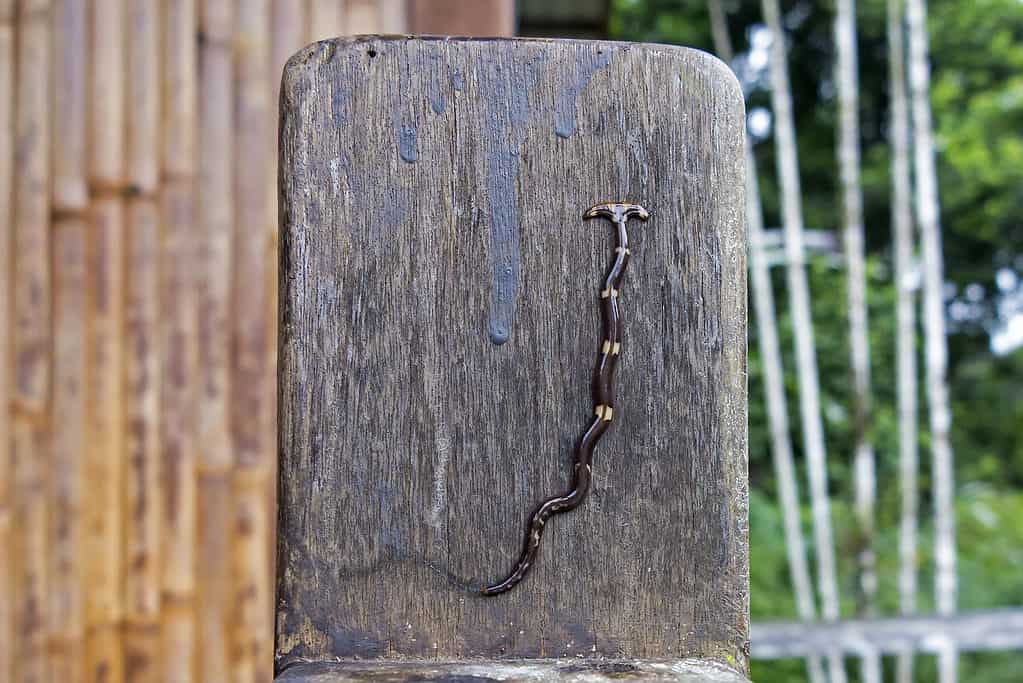 Hammerhead Worm