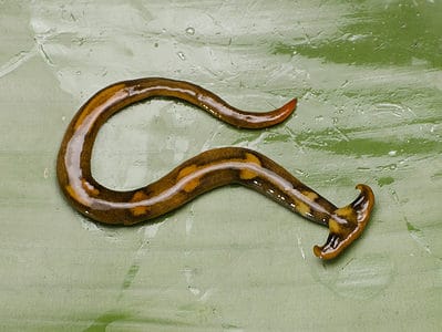 A Hammerhead Worm