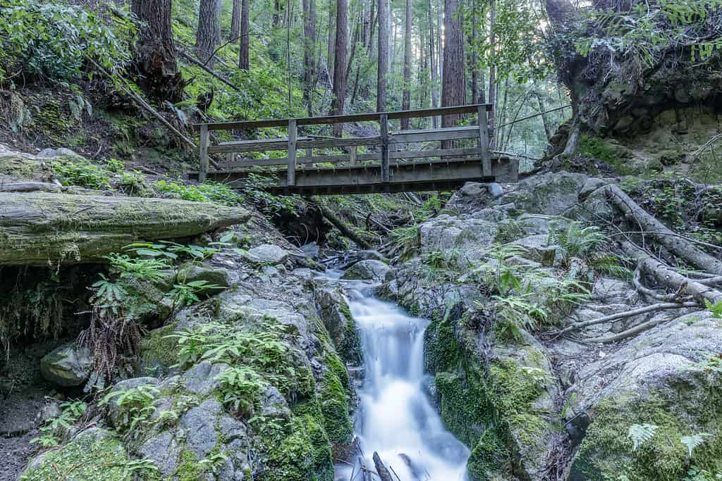 Henry Cowell Redwoods State Park