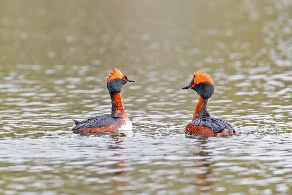 Horned Grebe