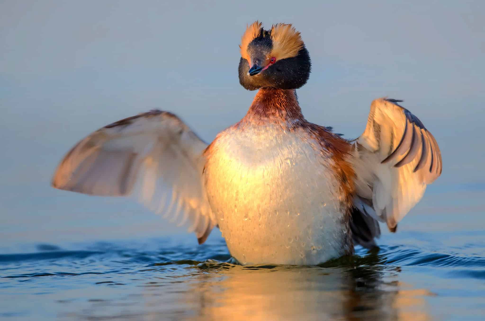 The Complete List of 30 Birds With Webbed Feet - A-Z Animals