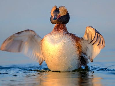 Horned Grebe Picture