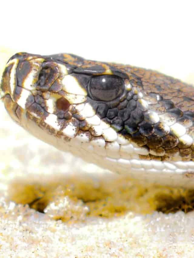 Huge Rattlesnake Blocks Florida Road Cover image