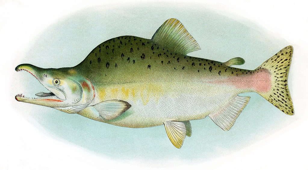 Pink salmon, humpback salmon, breeding male