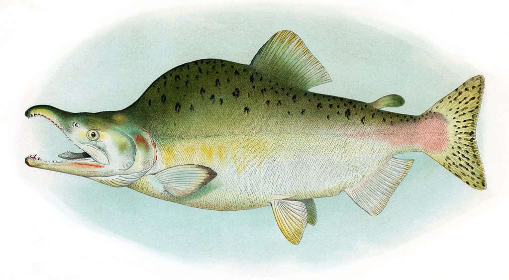 Pink Salmon Fish Facts  Oncorhynchus gorbuscha - A-Z Animals