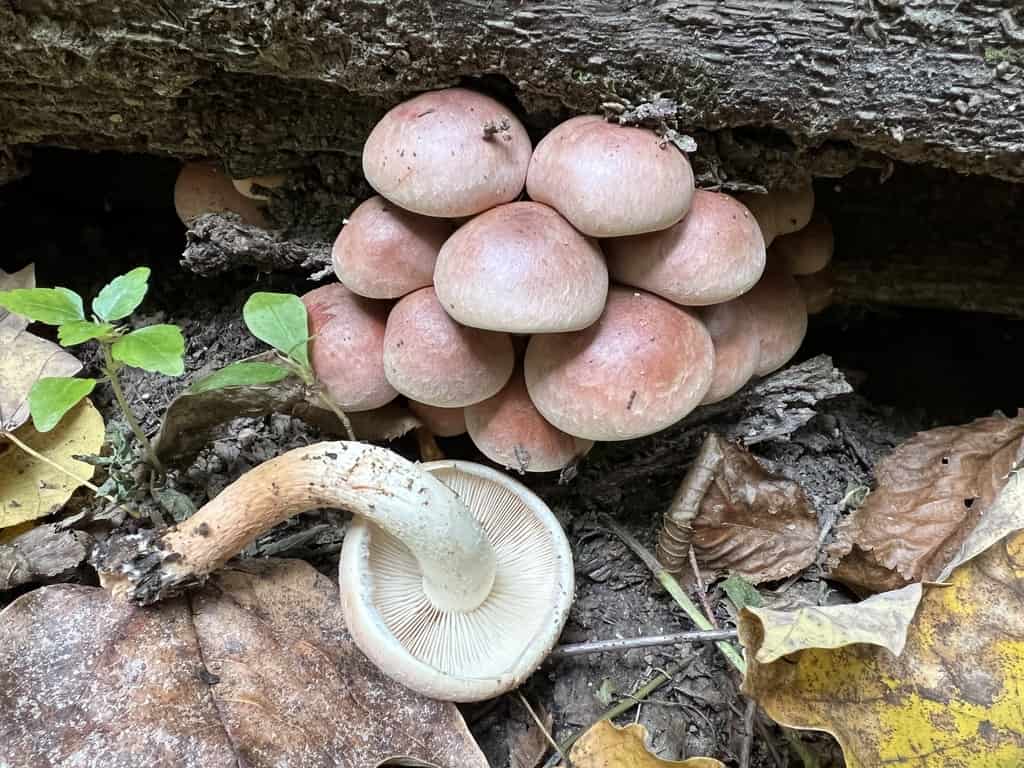 Hypholoma lateritium aka the "brick cap mushroom"