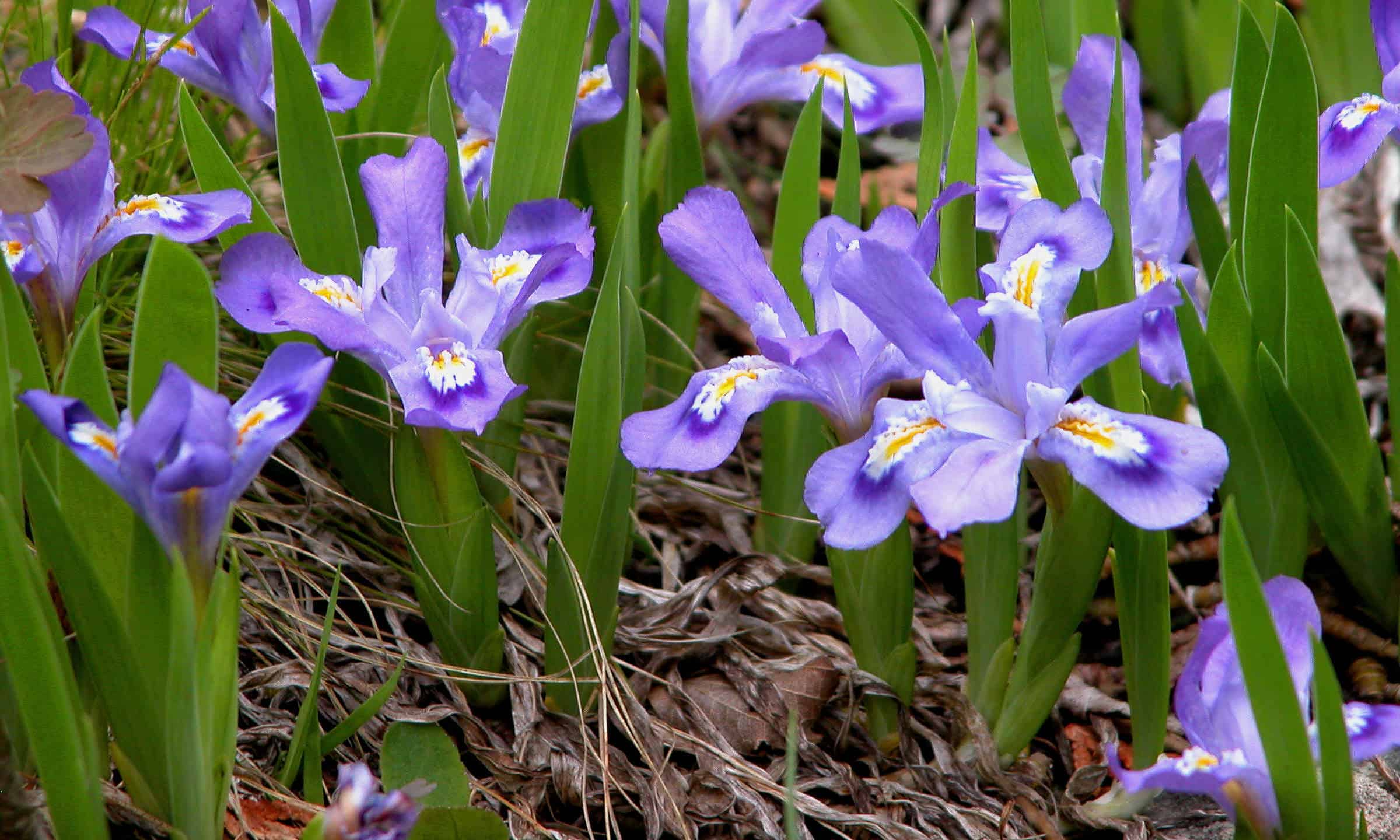 Dwarf lake iris (Iris lacustris)