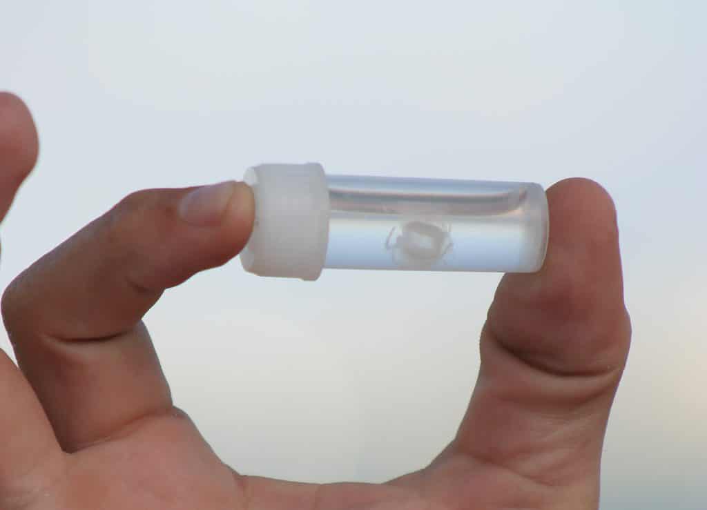 Irukandji jellyfish