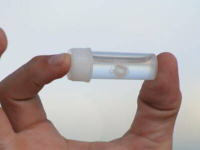 Irukandji Jellyfish Picture