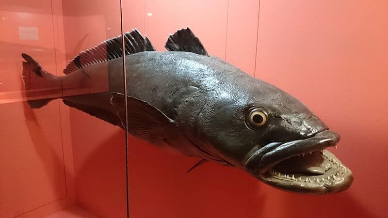 Patagonian toothfish are large fish with rows of super sharp teeth.