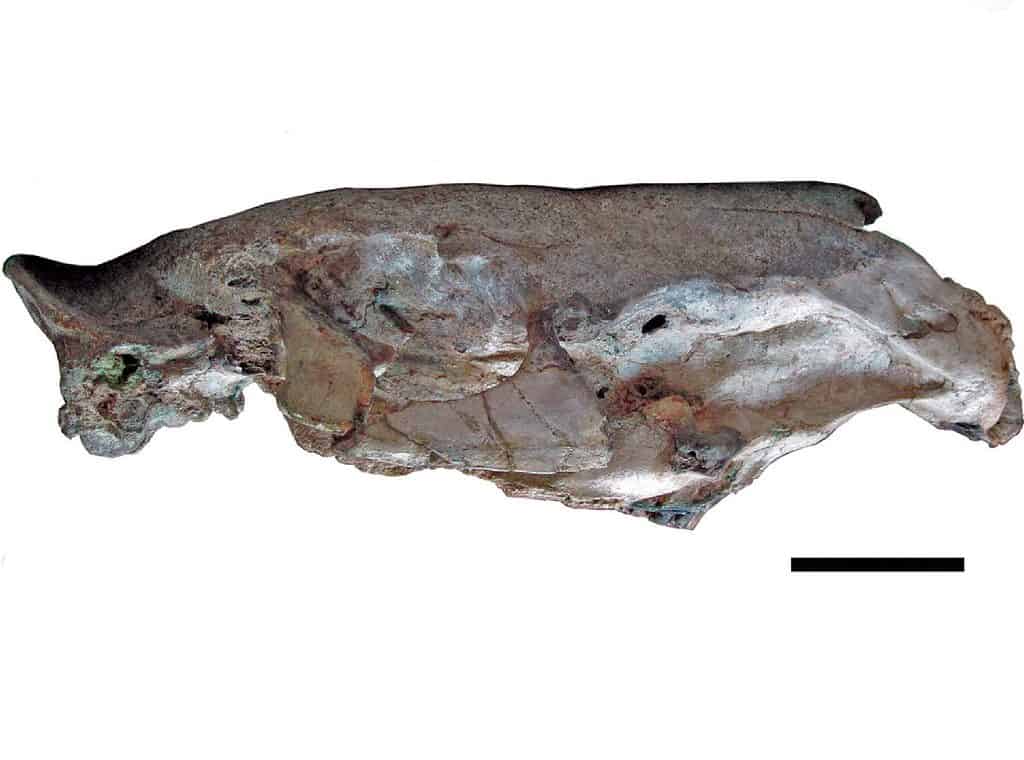 Josephoartigasia monesi skull