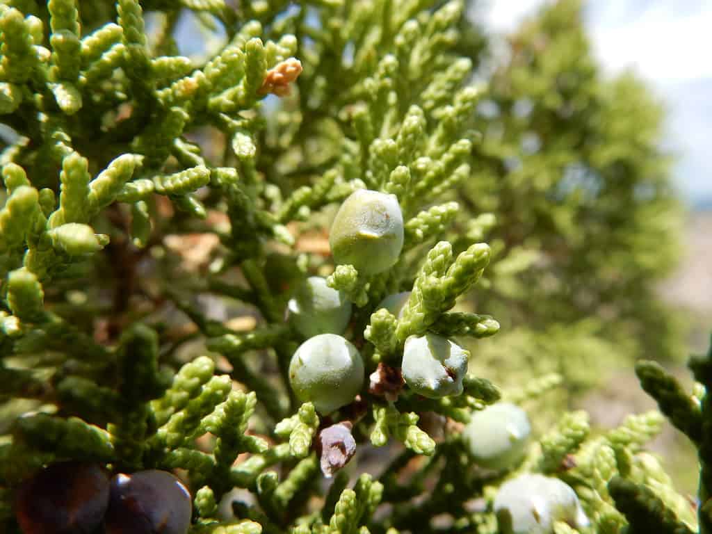 One-seed Juniper (Juniperus monosperma)