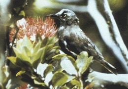 Kaua'i ‘Ō‘ō (Moho braccatus)