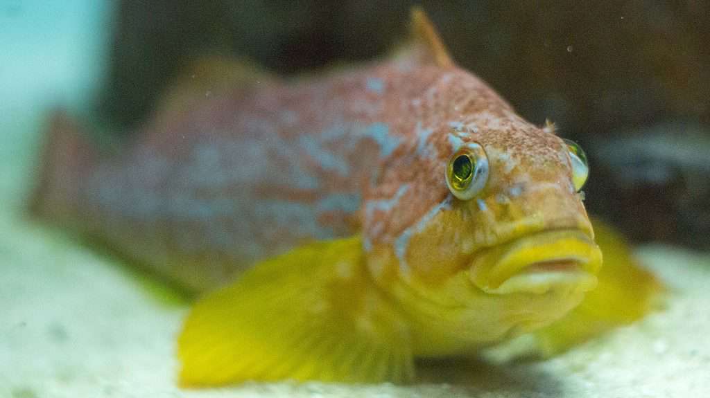 Kelp Greenling at Shedd Aquarium