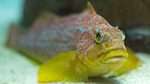 Kelp greenling
