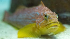 Kelp Greenling at Shedd Aquarium