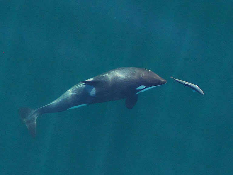 Resident Killer Whale