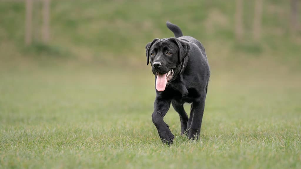 are bully sticks safe for dogs teeth