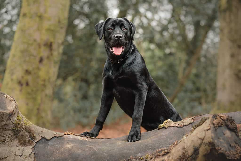 Labrottie 3 - Labrador and Rottweiler Mix Breed