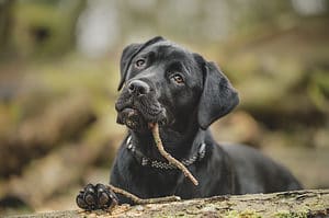 Labrottie - Labrador and Rottweiler Mix Breed