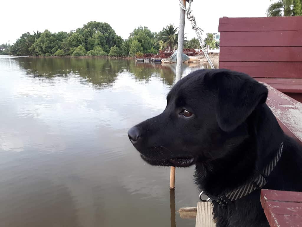 Labrottie Labrador/Rottweiler Mix Ready to Swim