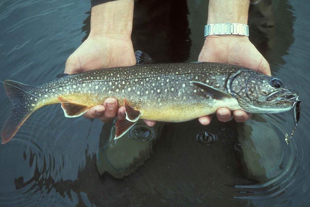 Lake trout fish in hands salvelinus namaycush