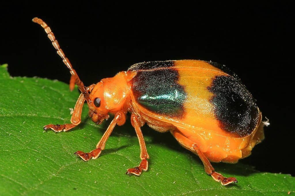 Larger Elm Leaf Beetle - Monocesta coryli, G. R. Thompson Wildlife Management Area, Linden, Virginia