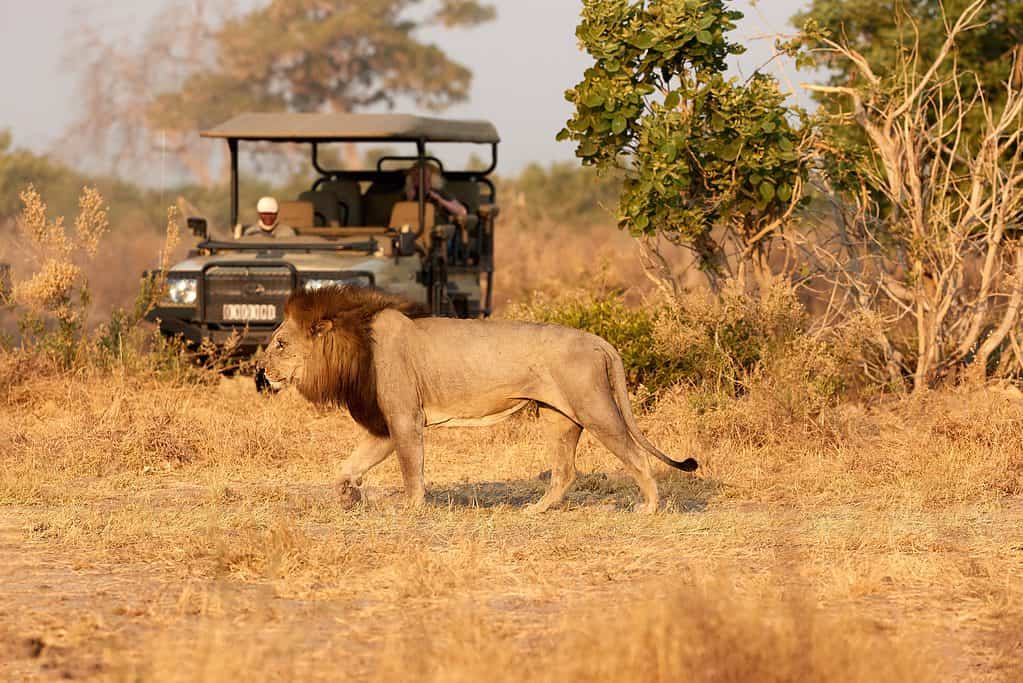Saluting Safari