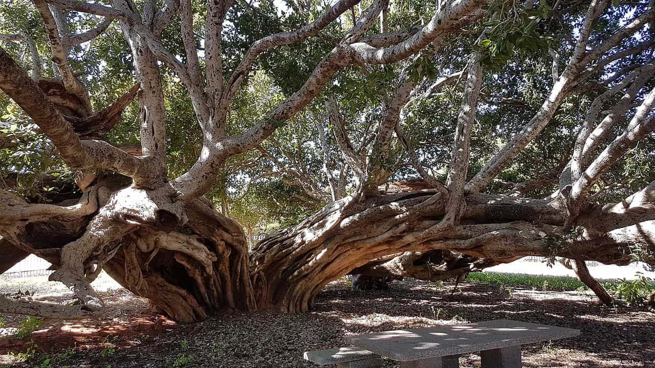 9 of the Oldest Trees in Africa AZ Animals