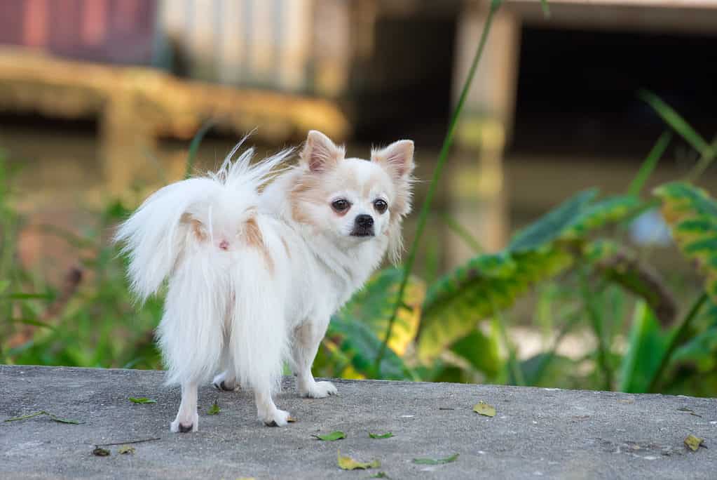 Long-Haired Chihuahua Looking Back