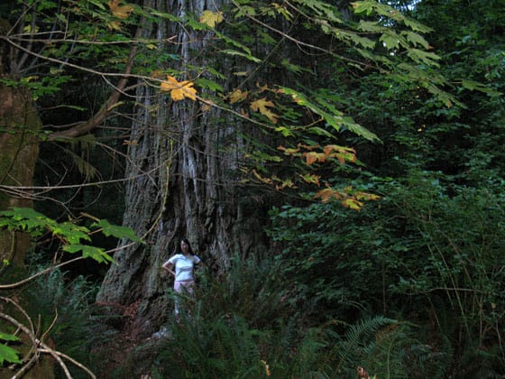 Lost Monarch redwood tree