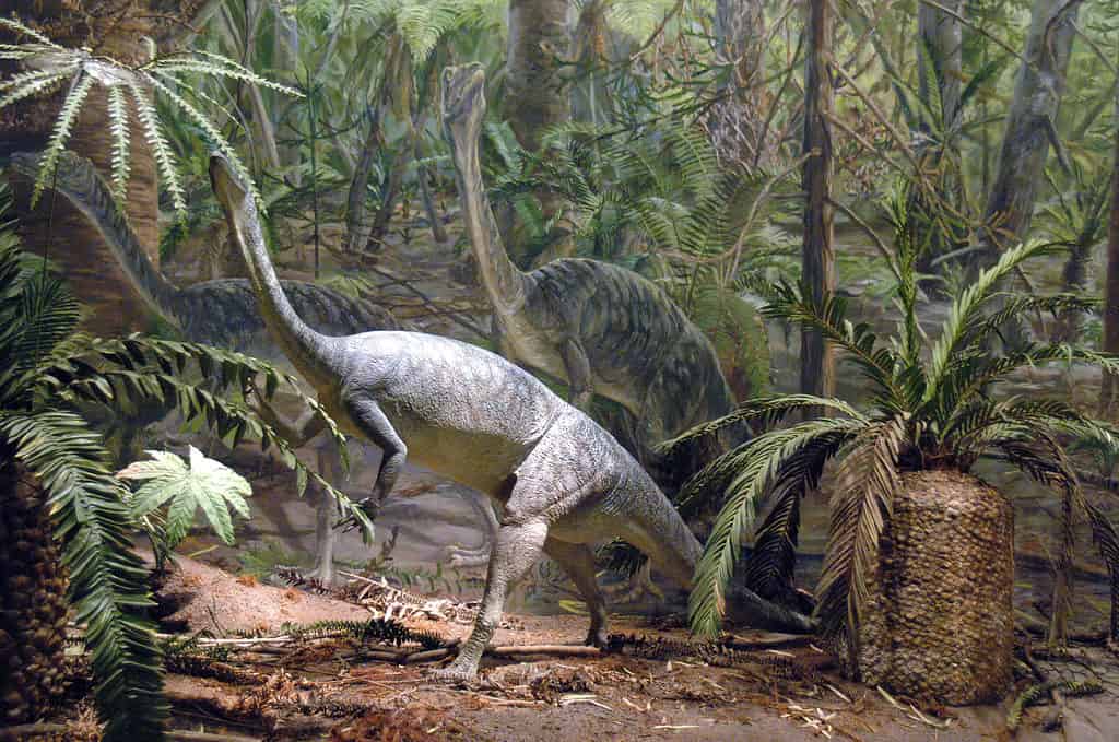 Anchisaurus lived in New York