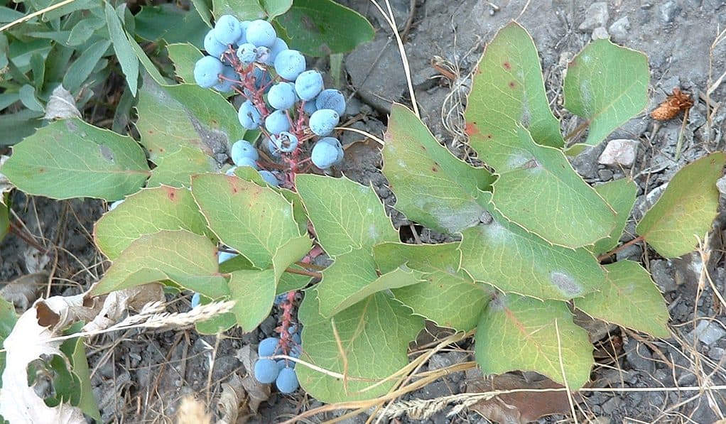 Mahonia repens creeping barberry