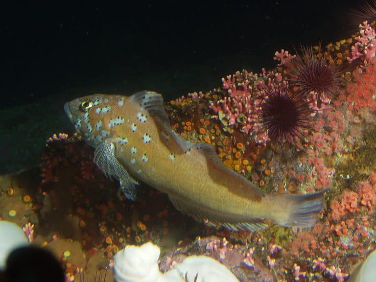 Male Kelp Greenling in Rock Reef Habitat