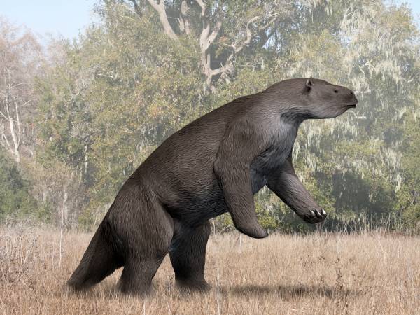 Megatherium americanum