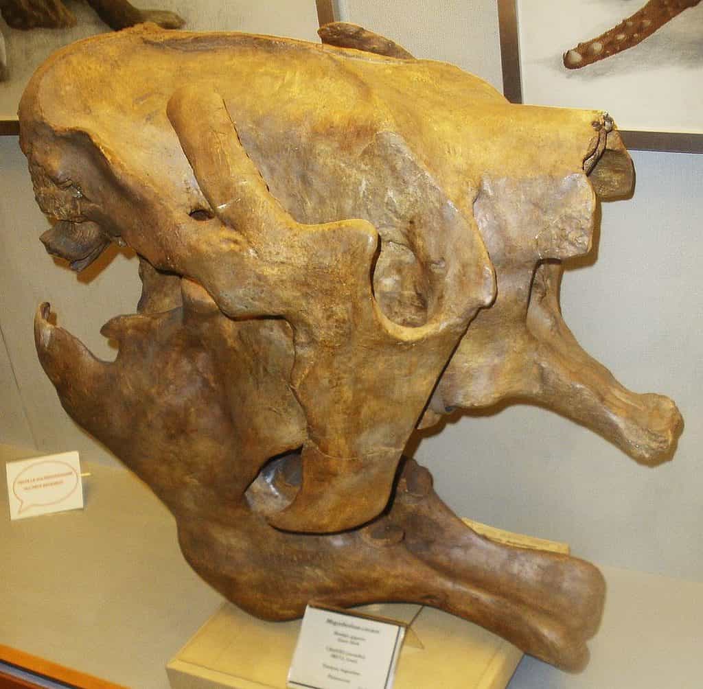 Megatherium cuvieri - skull