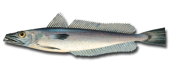 Argentine hake can be found in Argentina and off the coast of Portugal.