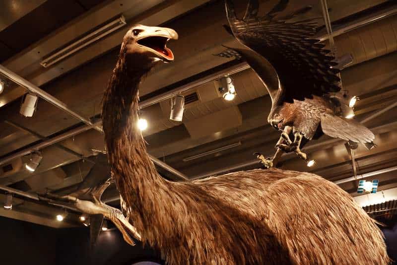 Haast's eagle attacking a moa