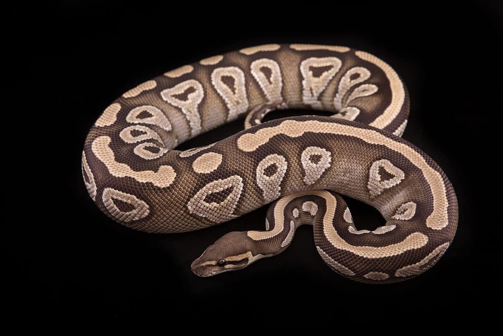 Mojave Ball Python 2