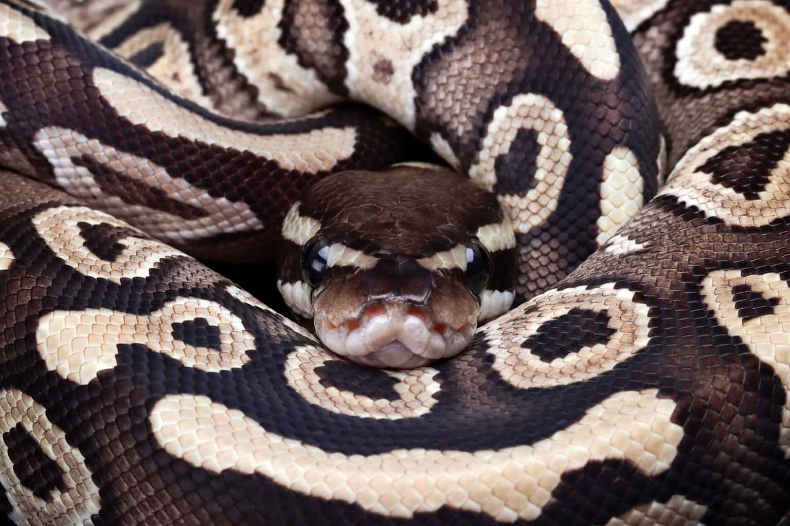 Mojave Ball Python Animal Facts - Python regius - A-Z Animals