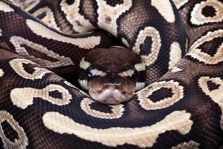 Mojave Ball Python Close-Up