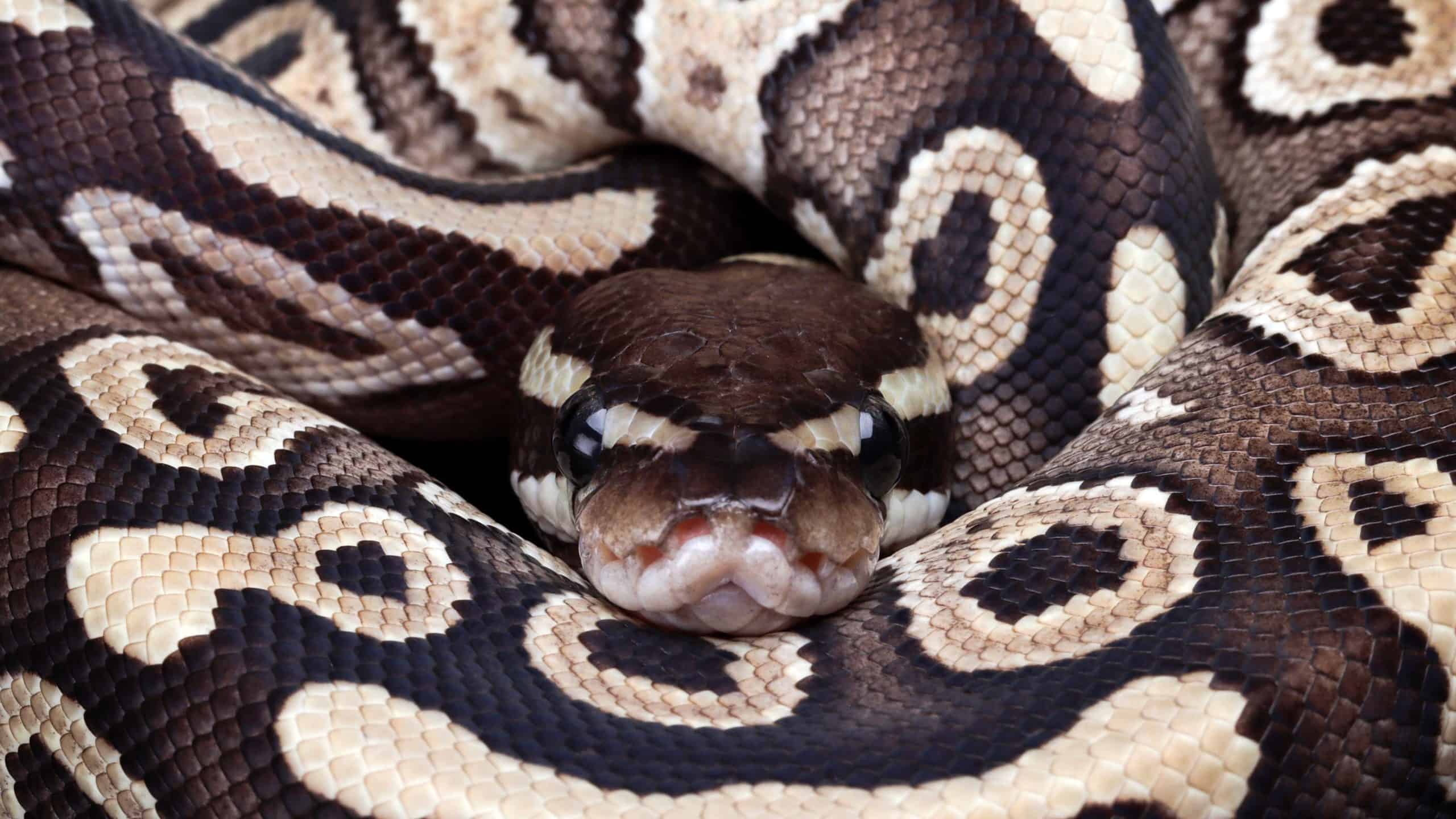 Mojave Ball Python Animal Facts Python Regius A Z Animals