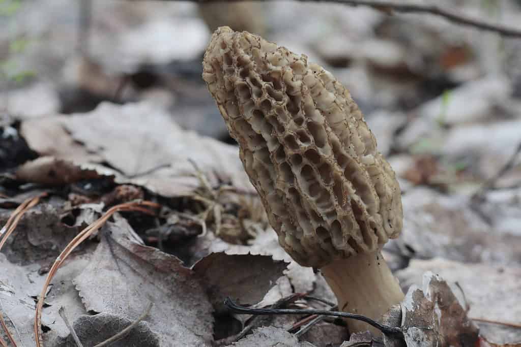 Morchella tomentosa morel mushroom