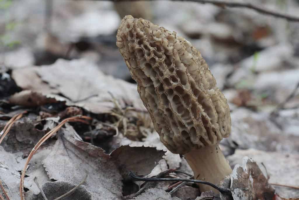 Morchella tomentosa