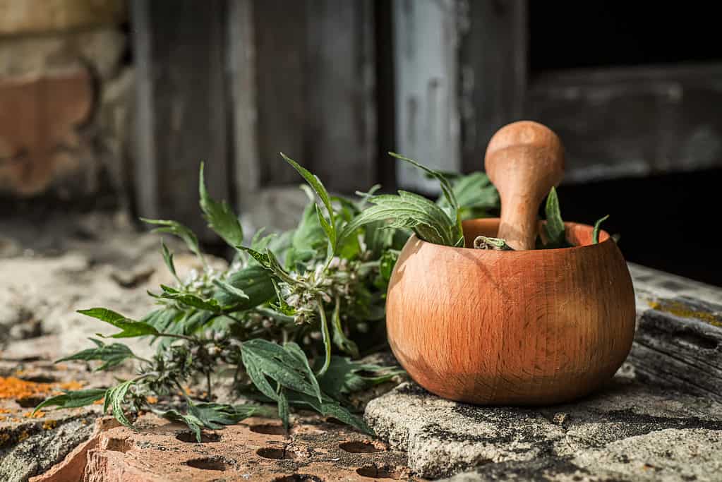Motherwort with Mortar and Pestle
